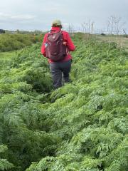 It's overgrown in places, any later in the season, or had it been wet, then this section on the west wide of the island would've been much more annoying!